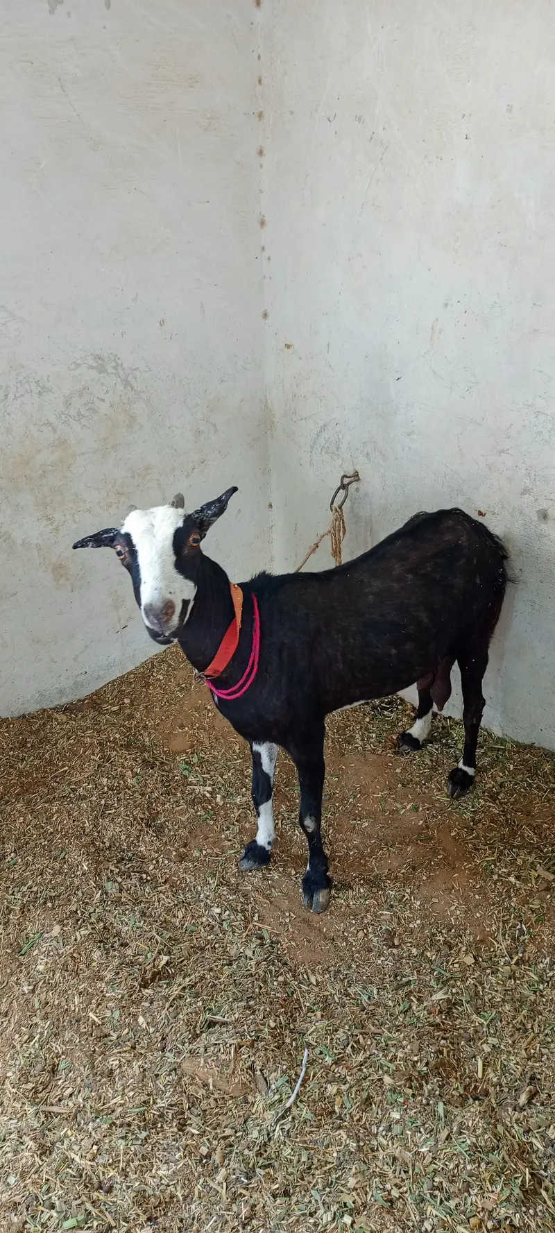 Tedi Bakri Goat — photo 5