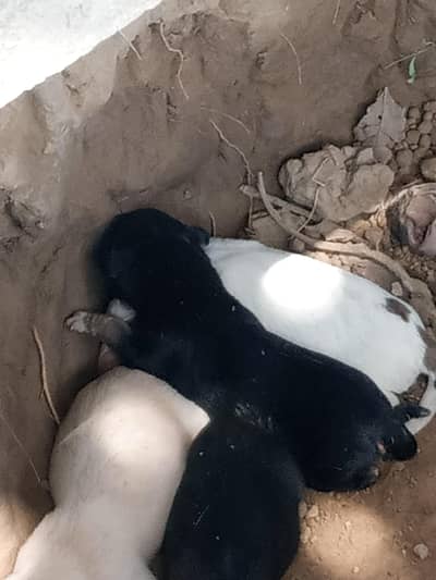 Dogs for sale