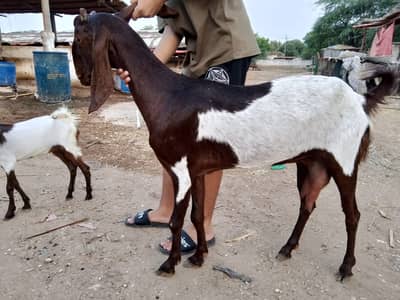 tapri female with female baby goat