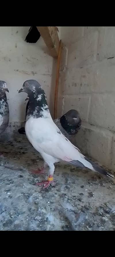 6 birds Teddy,golden Kabutar 03345460667