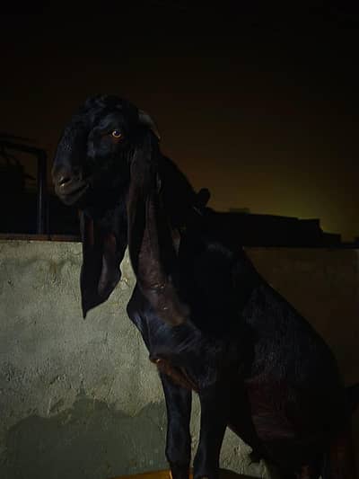 betal nasal ka