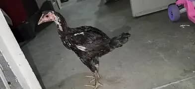 aseel burmi chick available ha