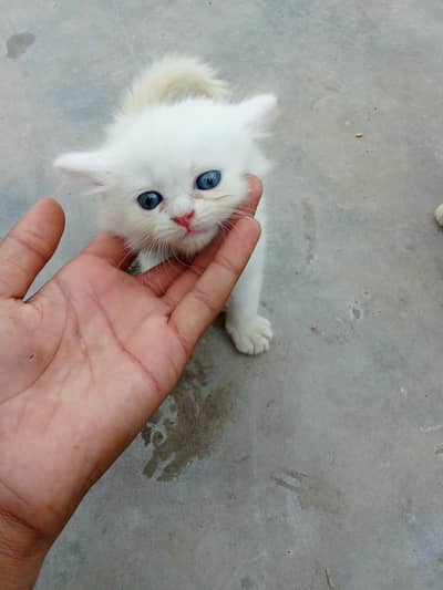 cute kitten