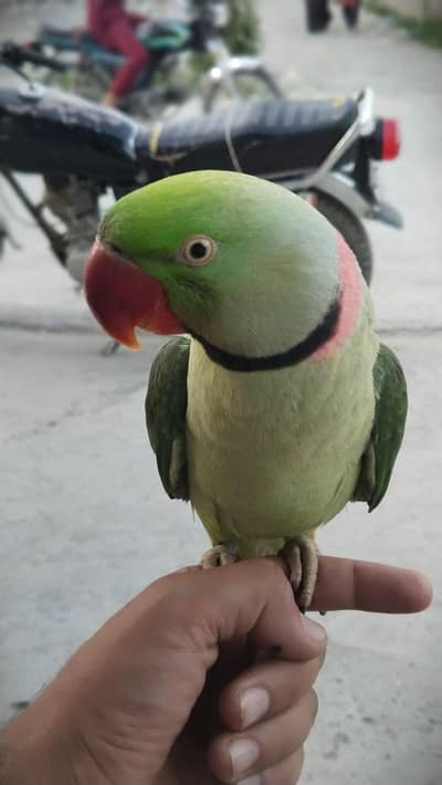 perrot