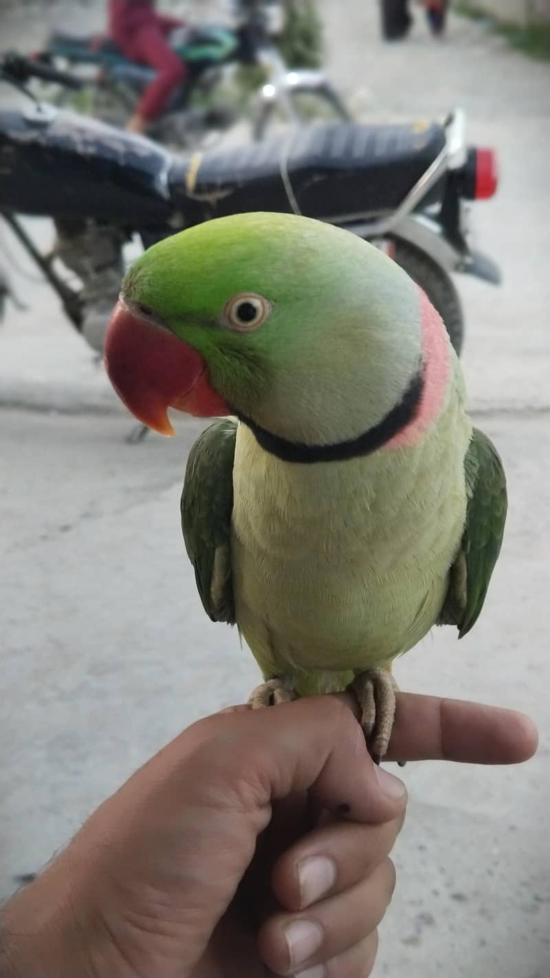 perrot 0