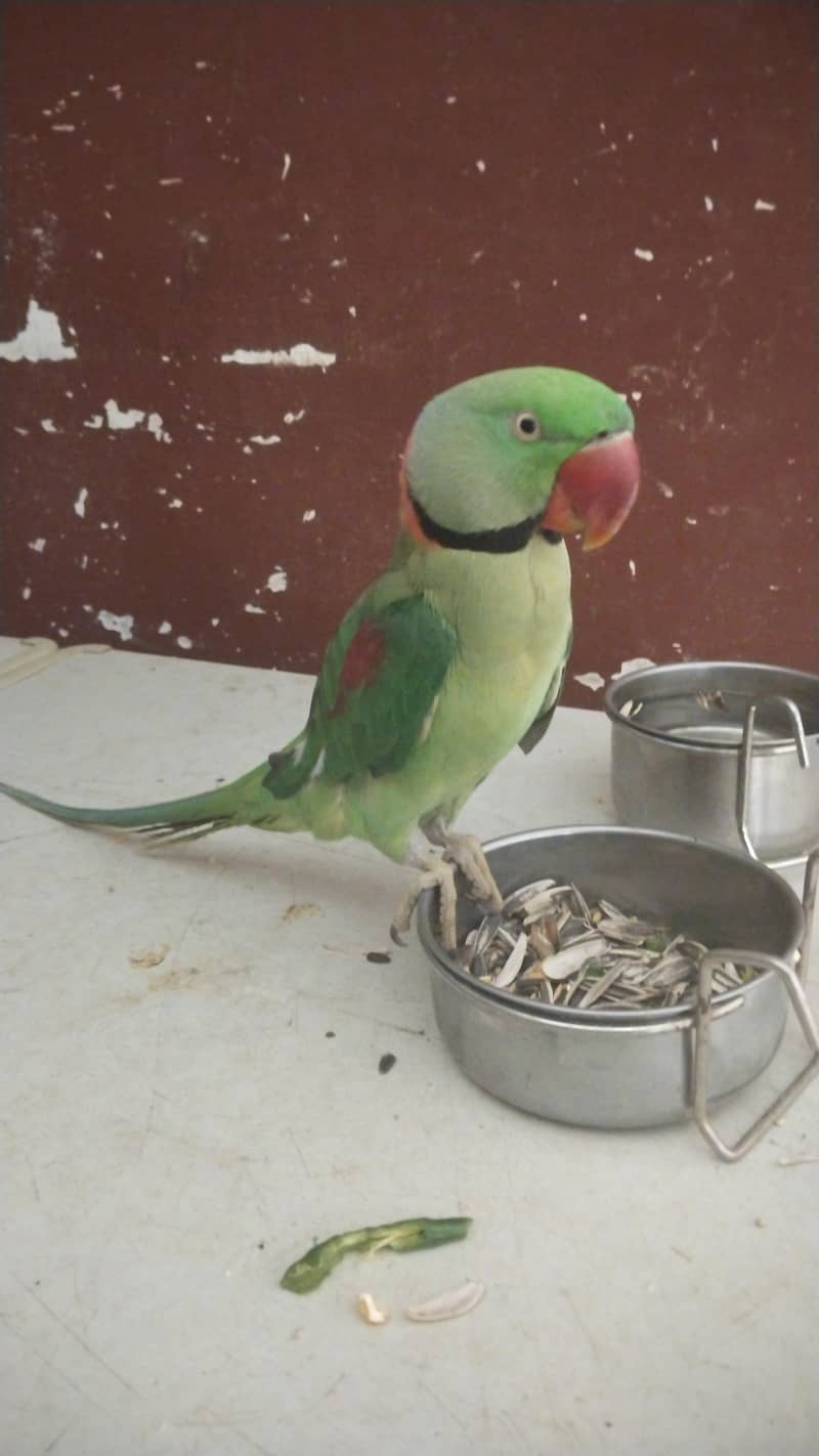 perrot 1