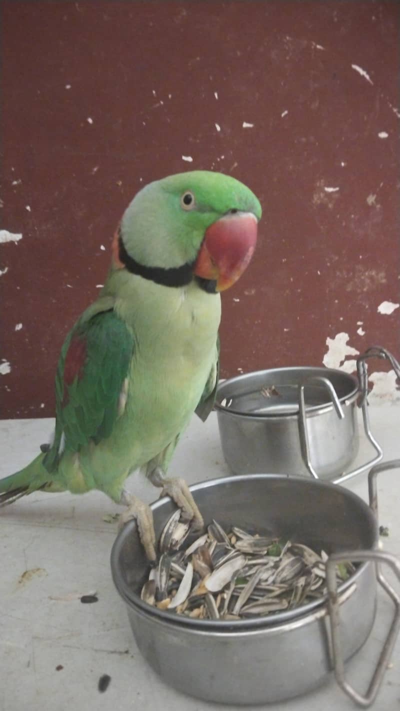 perrot 2