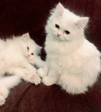 Beautiful persian kittens