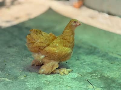 golden buff female for sale