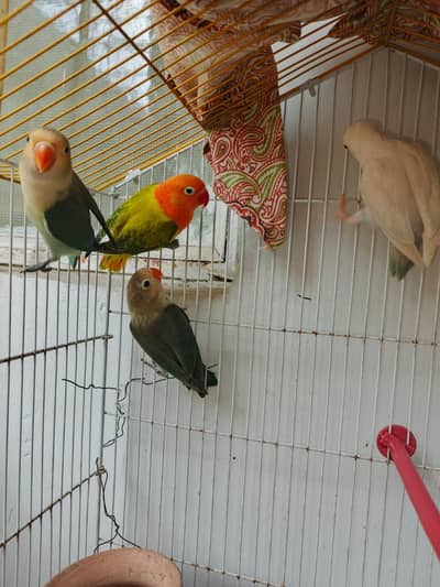 love birds for sale