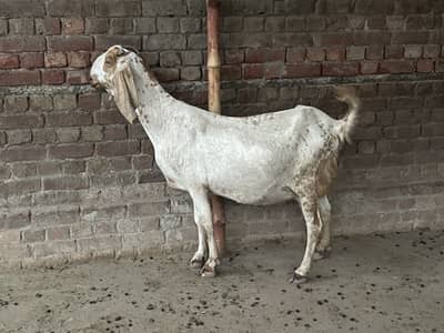 Dera Ghazi Khan Makkhi Cheeni Pregnant Goats 5 month