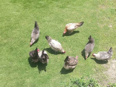 pure dasi Hens eggs ke guarantee ha