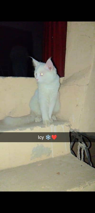 Turkish angora cat blue eyes 