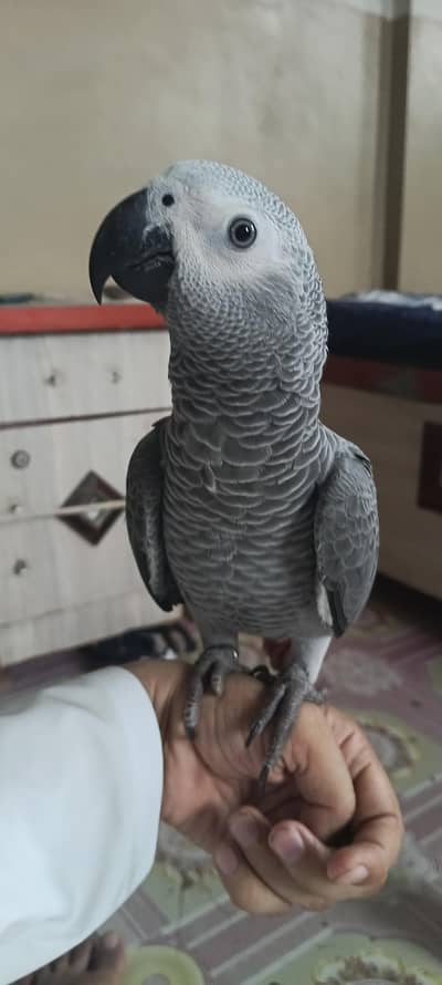 gray parrot