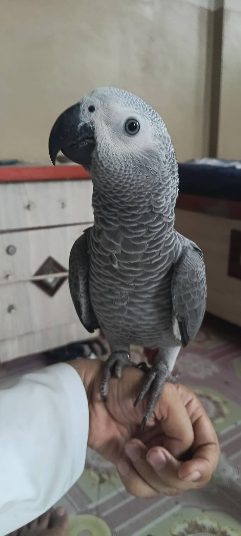 gray parrot 0