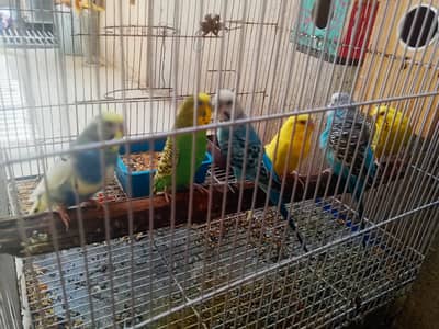  Biggies Parrot with Cage for Sale – Healthy & Active – Rs. 15,000