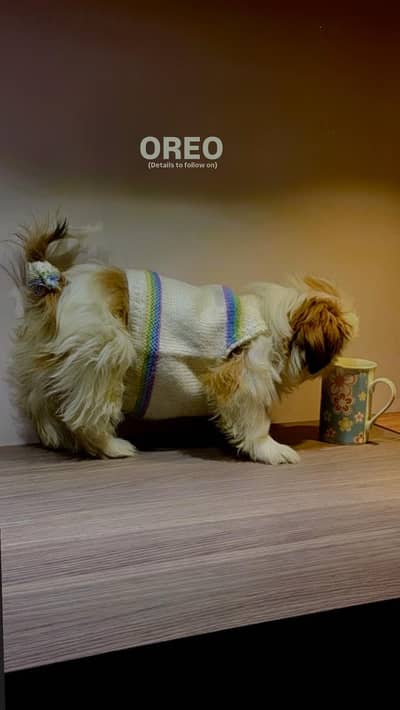 Shitzu Dog / Fully mantained / Highest quality for sale