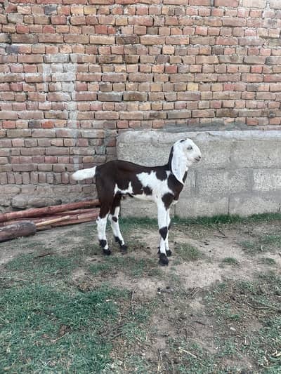 bakri with 2 children  pair