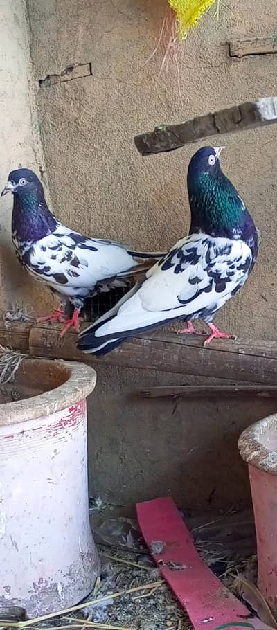 Rampuri pair for sale