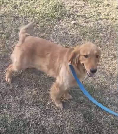 Golden Retriver