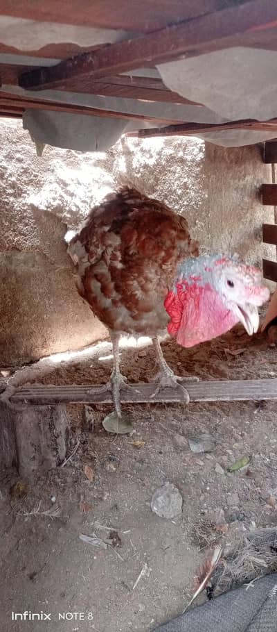 Turkey Bird
