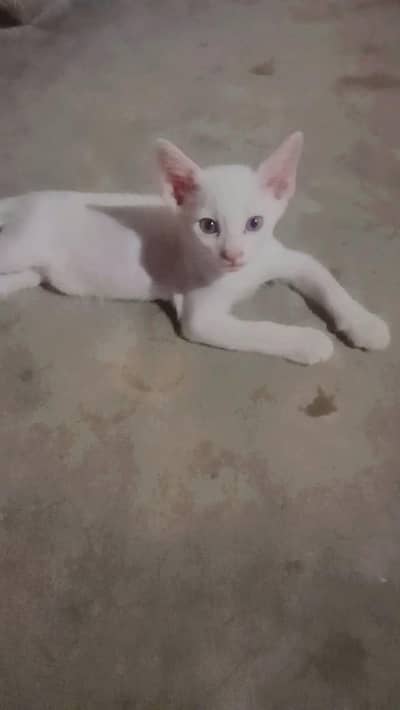 Baby Cat 