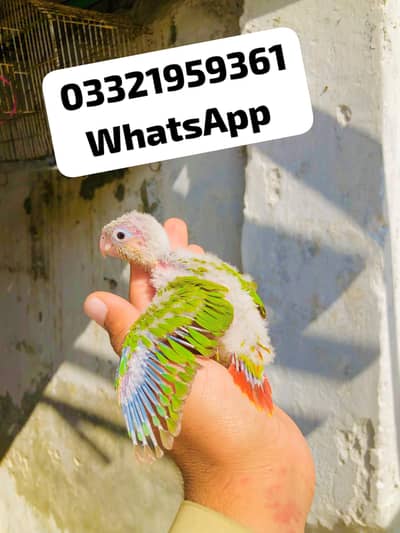 Pineapple Conor chicks Available