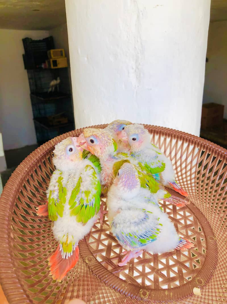 Pineapple Conor chicks Available 1