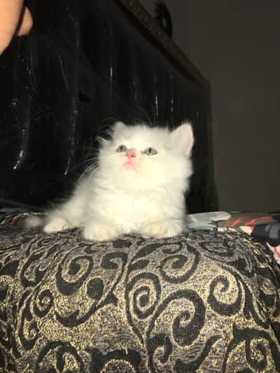  Super Cute White Persian Triple Coat Kitten – 1 Month Old