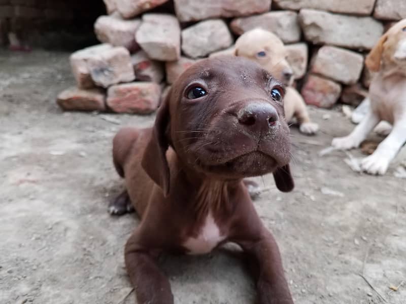 soft dog 1