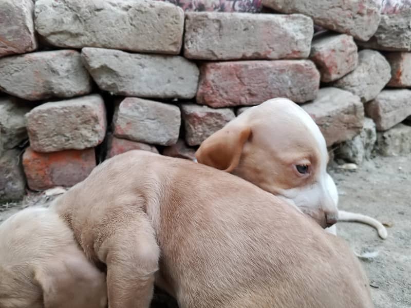 soft dog 6