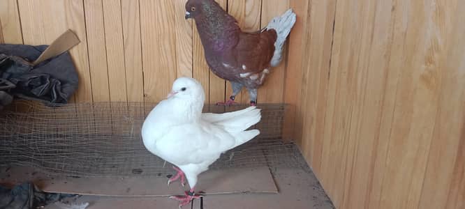 lucky couple