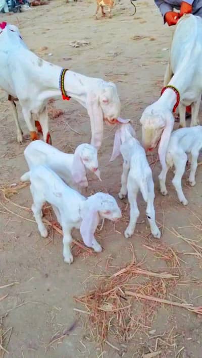 Bakri k bachy Available