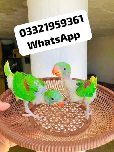 Kashmiri raw chicks for sale