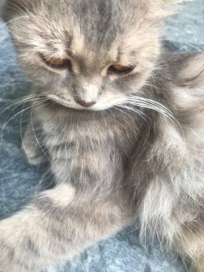 Persian cat for sale