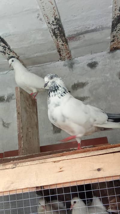 top quality kalduma  pair bareeder pair. phn. whatsp 03218803012