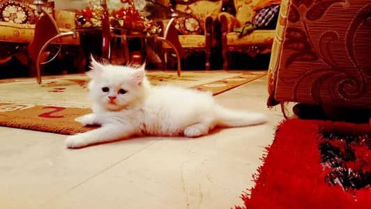 Persian kittens