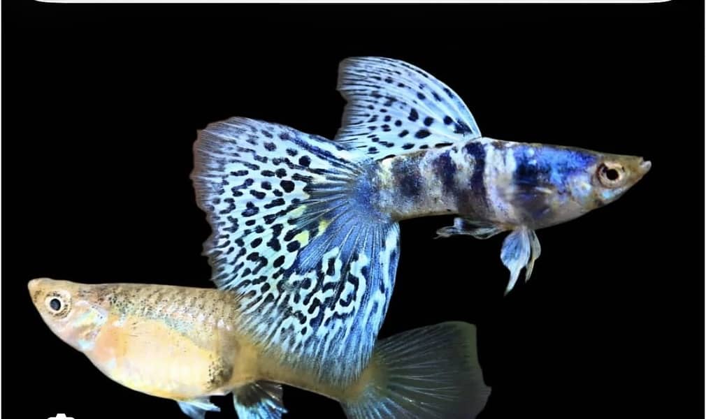 Fish point 0
