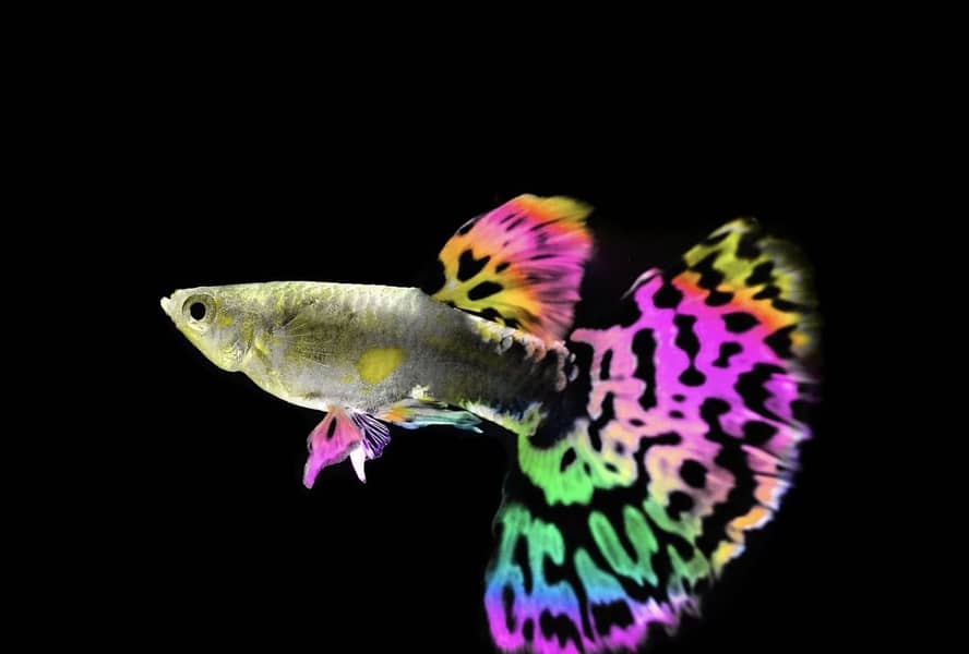 Fish point 1