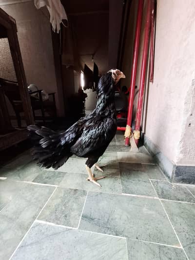 Thai+shamo hen