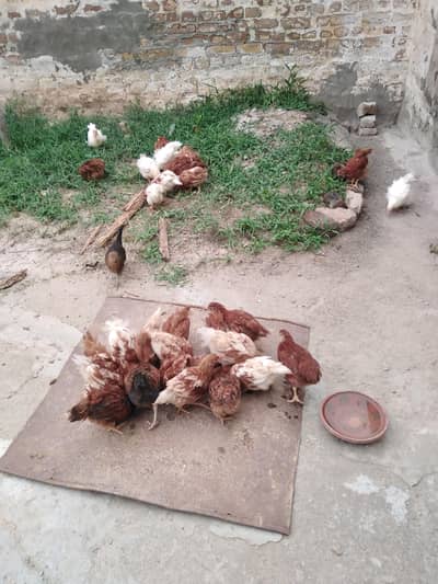 chicks for sale