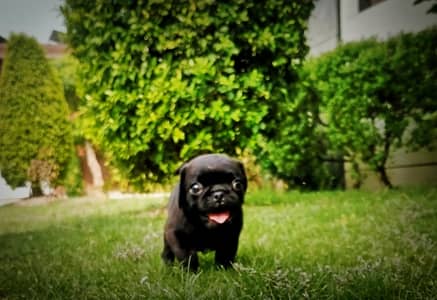 pugs puppies
