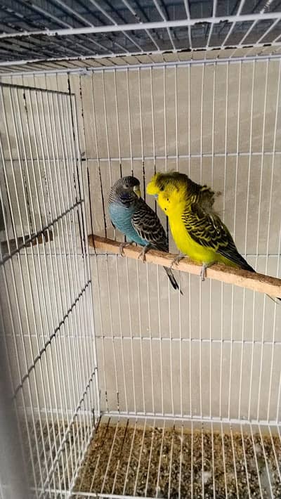 Budgies and Color Lovebirds for sale