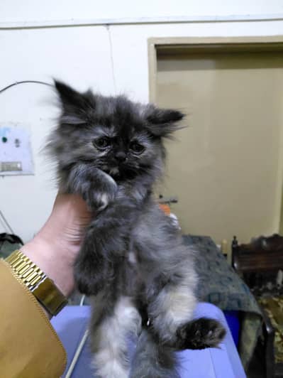 triple coated persian female kitten