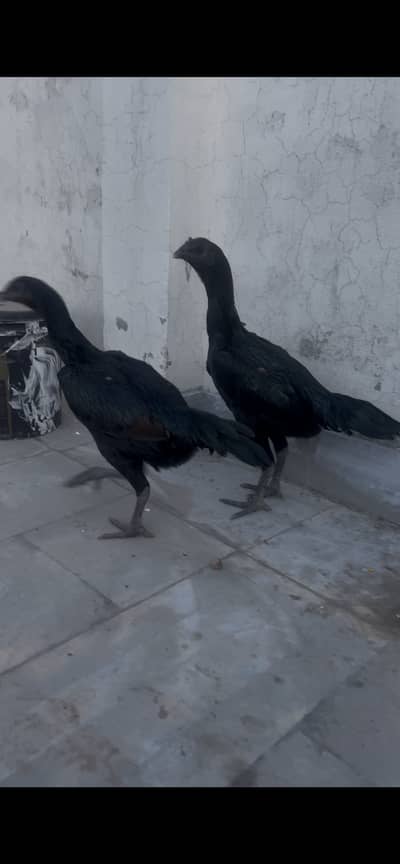 2 Black Dragon Hens