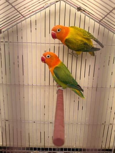 love birds