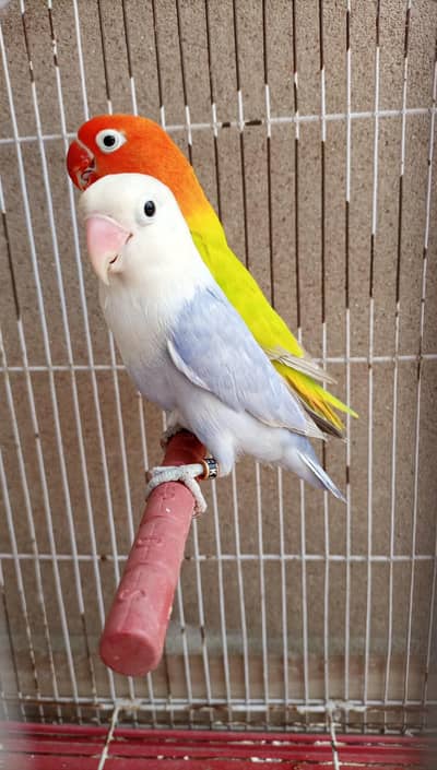 love birds