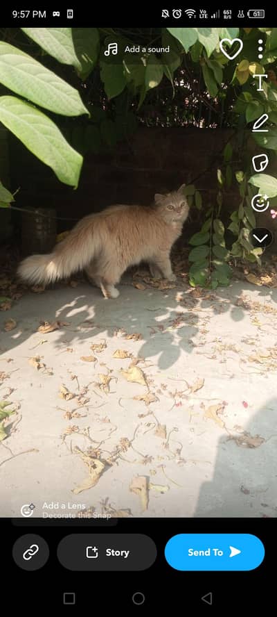 Persian Caramel female