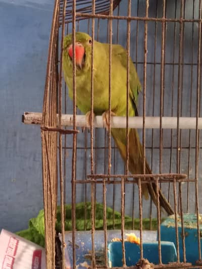 GREEN FEMALE SALE