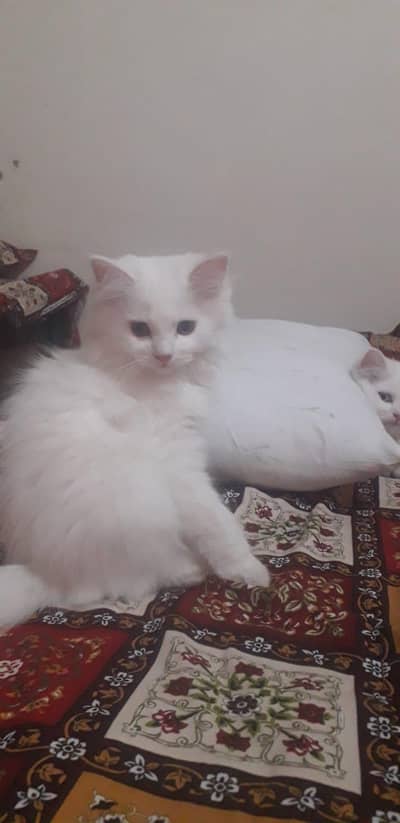 Russian Cats for sale